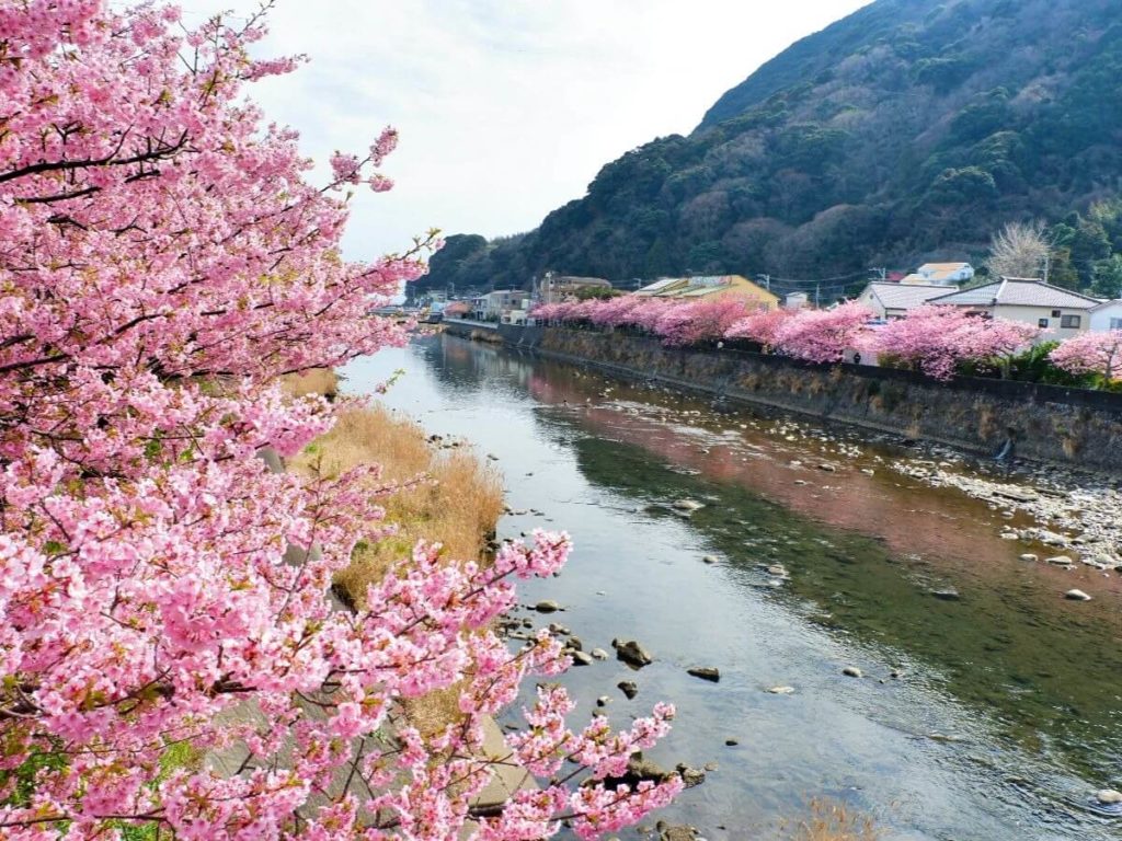 河津桜の並木（静岡県河津町） | 2020年桜まつり・ライトアップ・見頃情報 - amAtavi