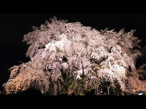 六義園（東京） | 2019年夜桜ライトアップ・見頃情報