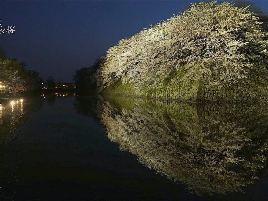 国宝 彦根城（滋賀） | 2019年夜桜ライトアップ・見頃情報