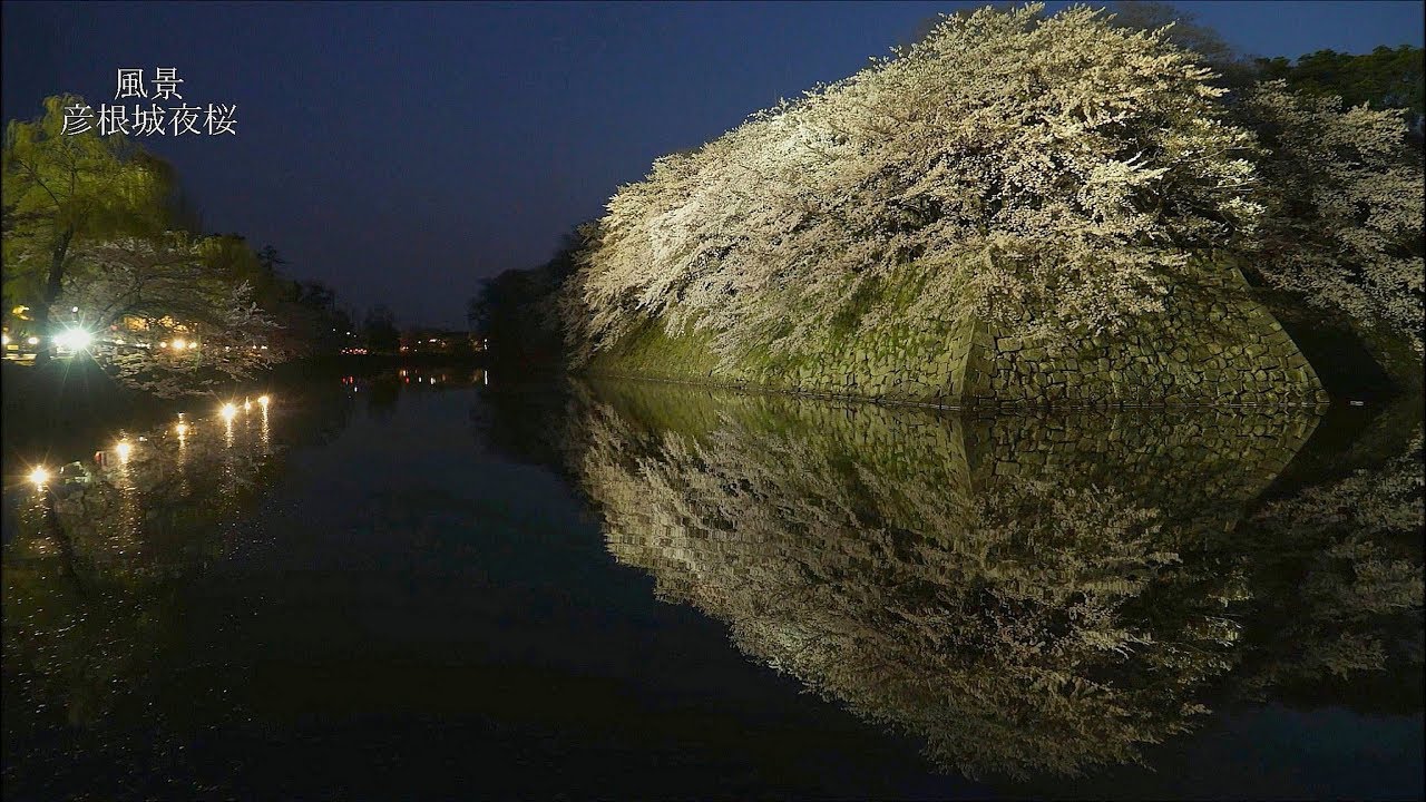 彦根城 滋賀 22年桜祭り 夜桜ライトアップ 見頃情報 Amatavi