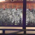 平野神社（京都） | 2023年桜祭り・夜桜ライトアップ・見頃情報