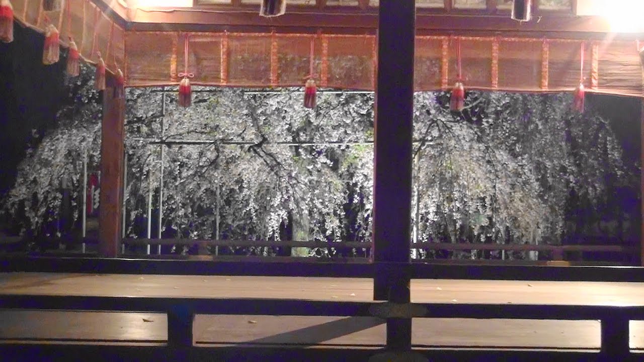 平野神社 京都 21年桜祭り 夜桜ライトアップ 見頃情報 Amatavi