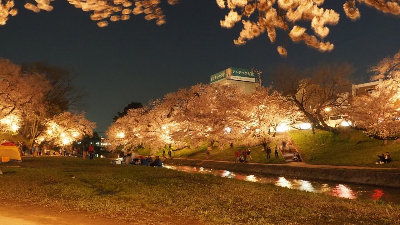 岡崎公園 愛知 21年桜祭り 夜桜ライトアップ 見頃情報 Amatavi