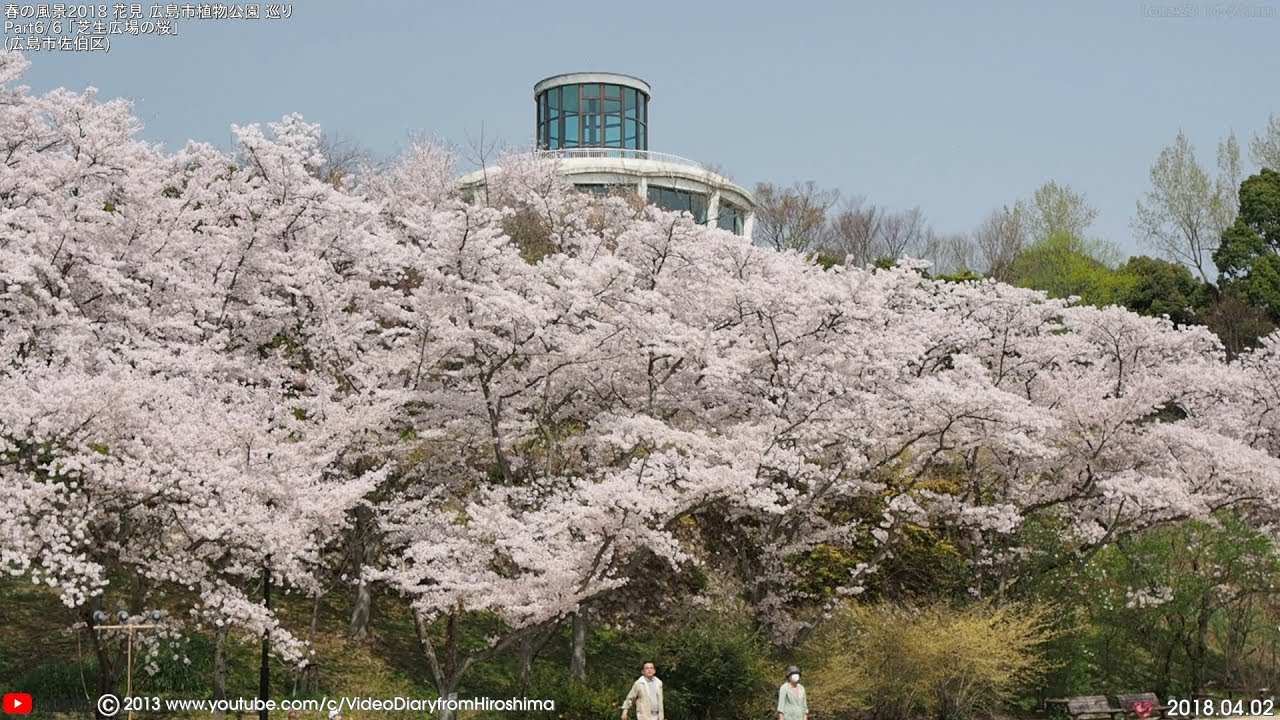 中止 広島市植物公園 広島 年桜祭り 夜桜ライトアップ 見頃情報 Amatavi