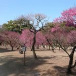 特別名勝 栗林公園（香川） | 2023年梅まつり・見頃情報