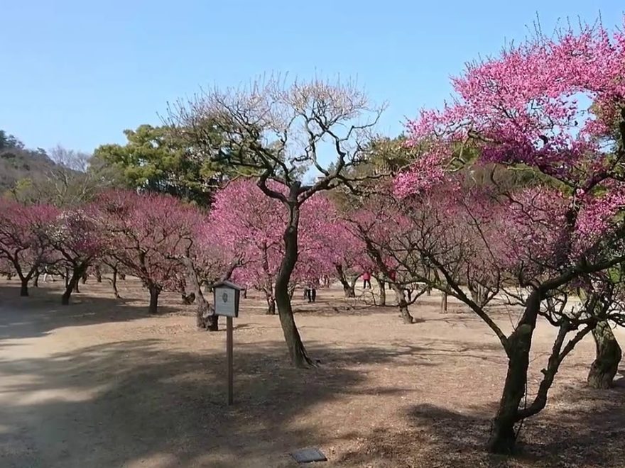 特別名勝 栗林公園（香川） | 2019年梅まつり・見頃情報