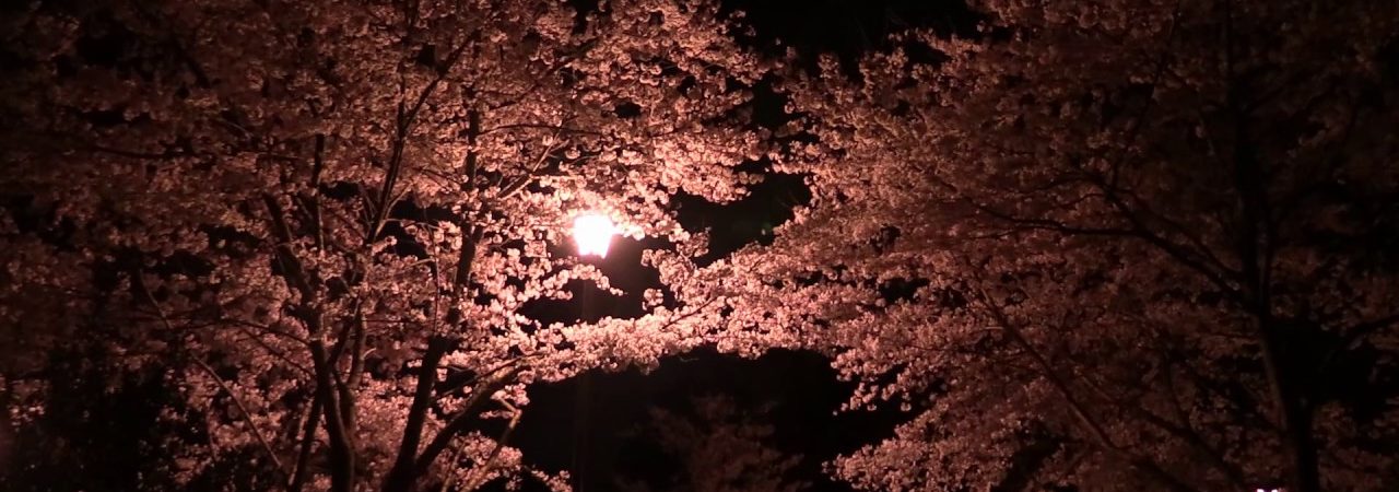 清水公園（千葉） | 2019年夜桜ライトアップ・見頃情報