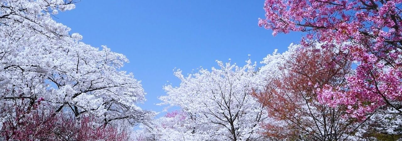 京都府立植物園（京都） | 2019年夜桜ライトアップ・見頃情報