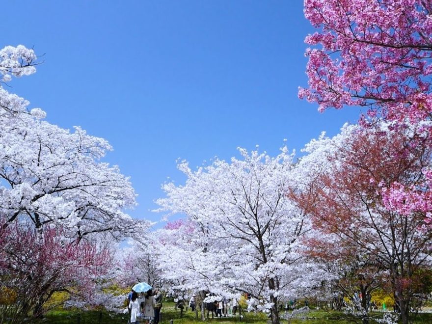 京都府立植物園（京都） | 2019年夜桜ライトアップ・見頃情報