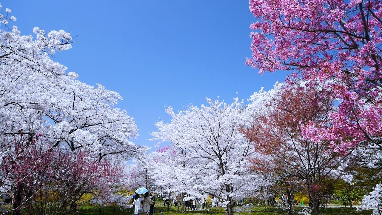 京都府立植物園 京都 22年桜祭り 夜桜ライトアップ 見頃情報 Amatavi