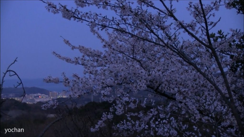 衣笠山公園（神奈川） | 2019年夜桜ライトアップ・見頃情報