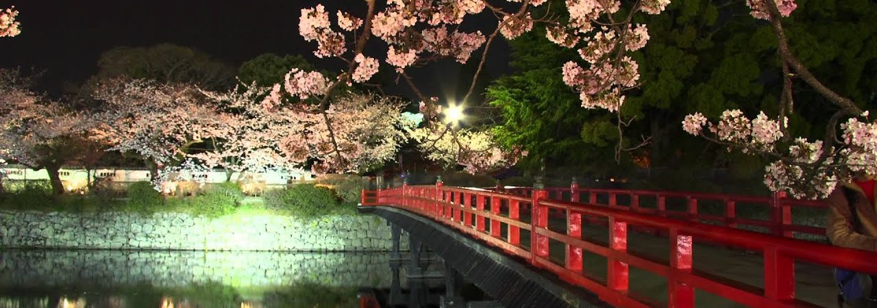 小田原城址公園・本丸広場（神奈川） | 2019年夜桜ライトアップ・見頃情報