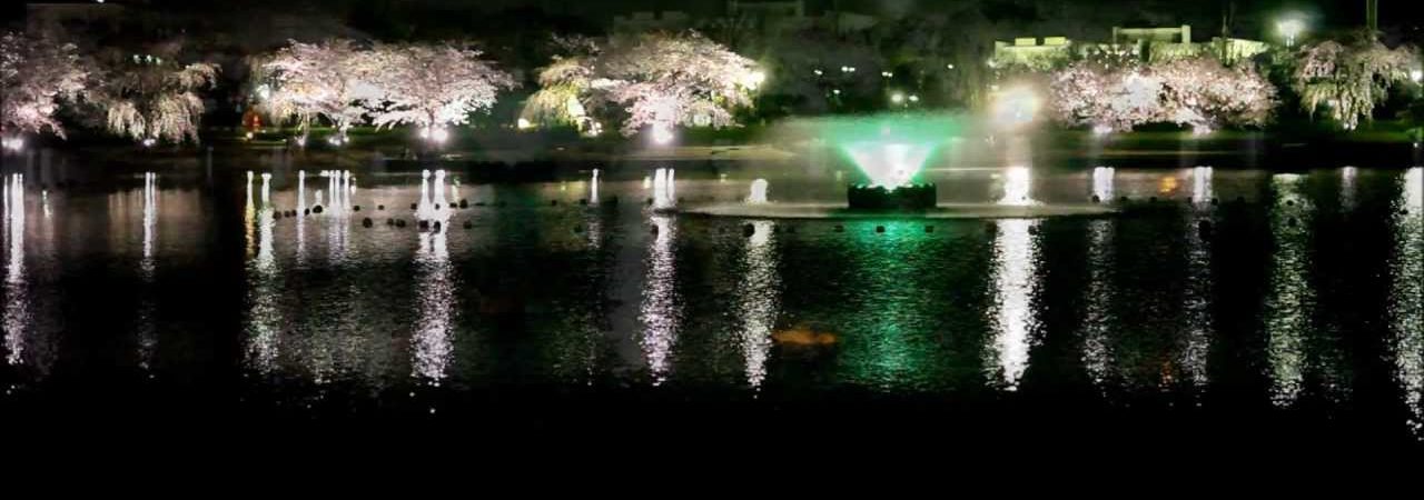 千波湖（茨城） | 2019年夜桜ライトアップ・見頃情報