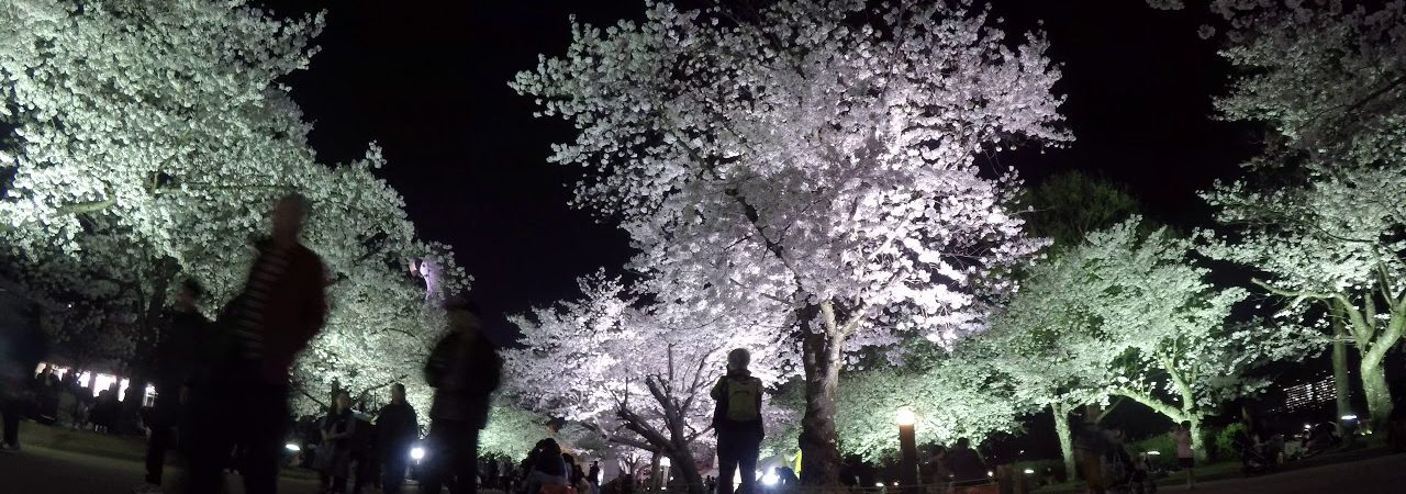 万博記念公園（大阪） | 2019年夜桜ライトアップ・見頃情報