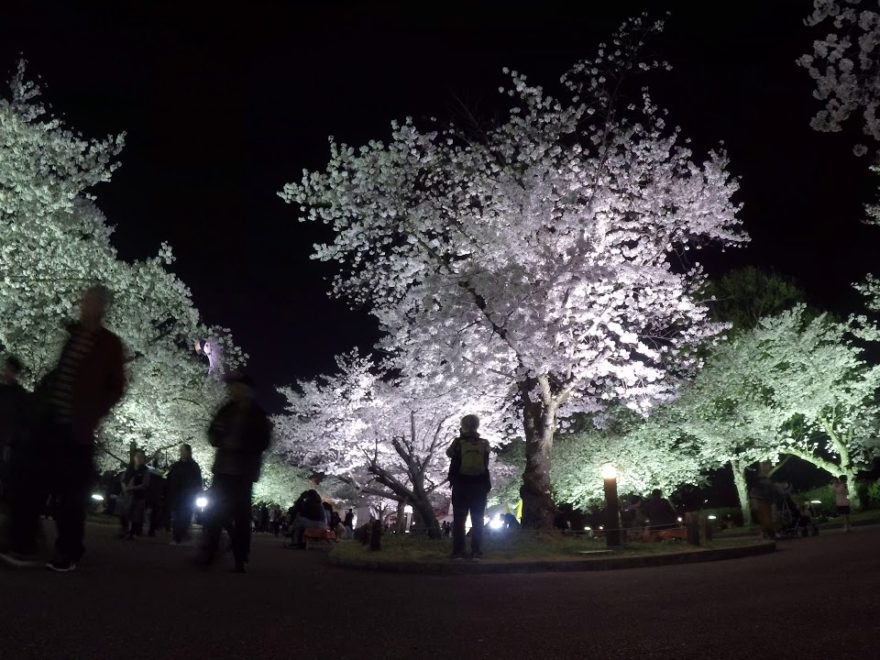 万博記念公園（大阪） | 2019年夜桜ライトアップ・見頃情報