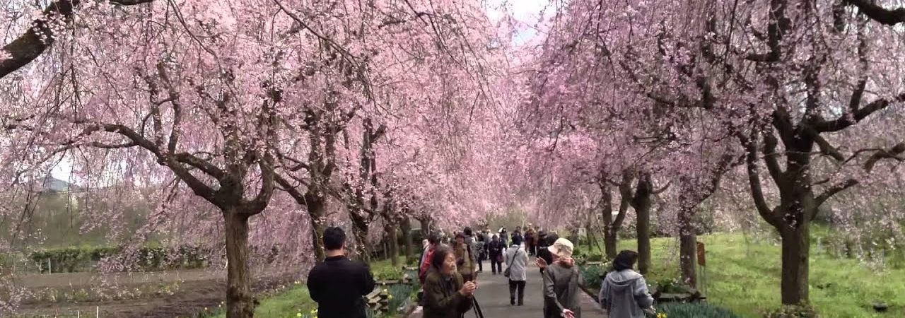 京都府緑化センターのしだれ桜（京都） | 2019年夜桜ライトアップ・見頃情報