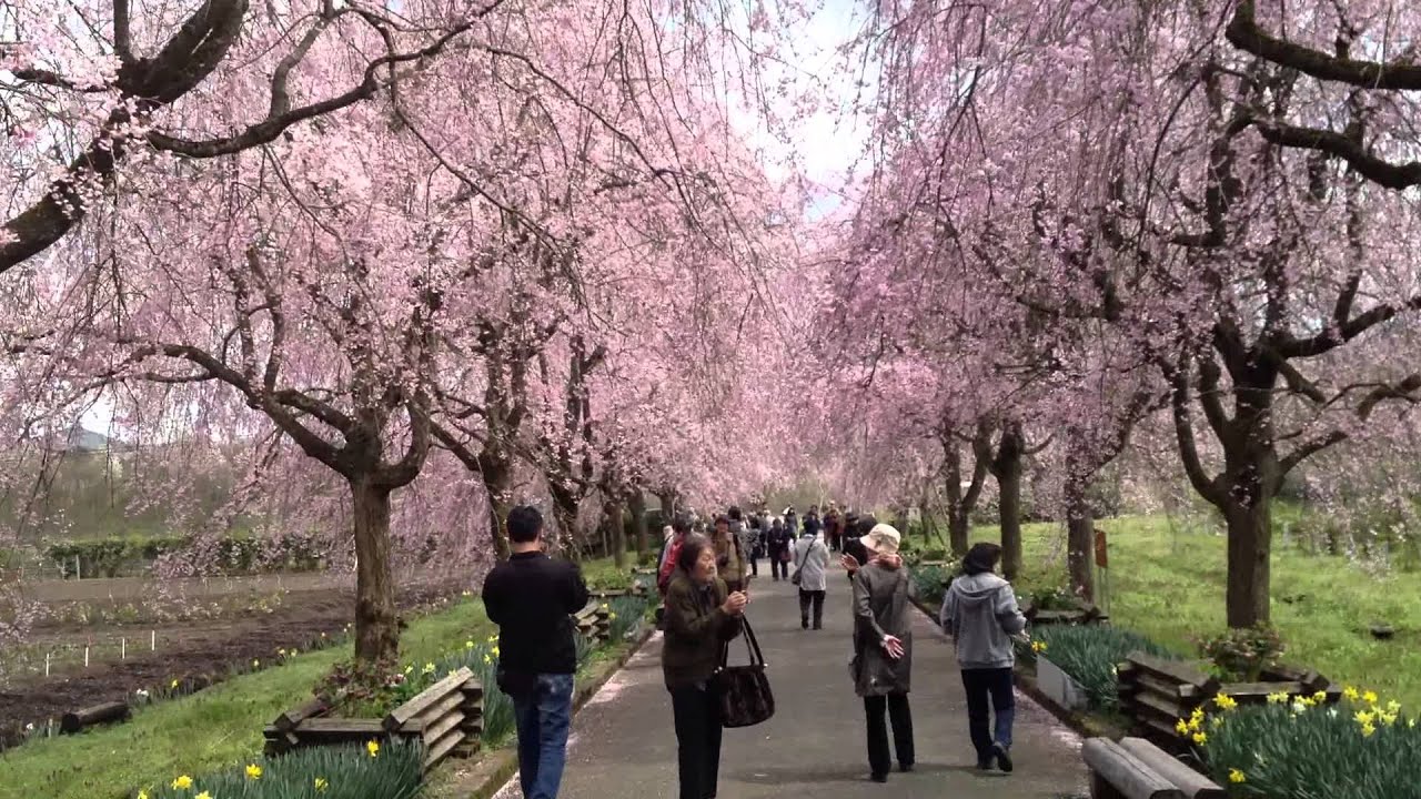 京都府緑化センターのしだれ桜（京都） | 2019年夜桜ライトアップ・見頃情報