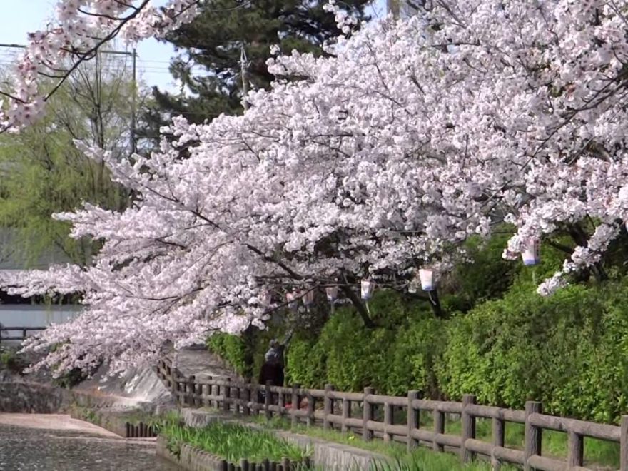亀城公園（刈谷市）（愛知） | 2019年夜桜ライトアップ・見頃情報