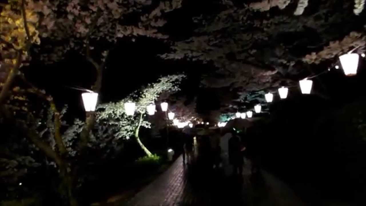千光寺公園（広島） | 2019年夜桜ライトアップ・見頃情報
