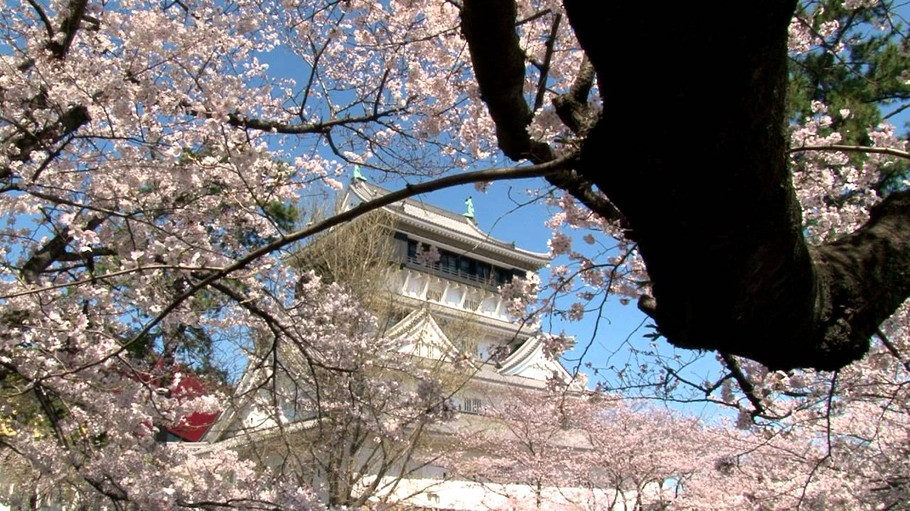 小倉城 勝山公園 福岡 年桜祭り 夜桜ライトアップ 見頃情報 Amatavi