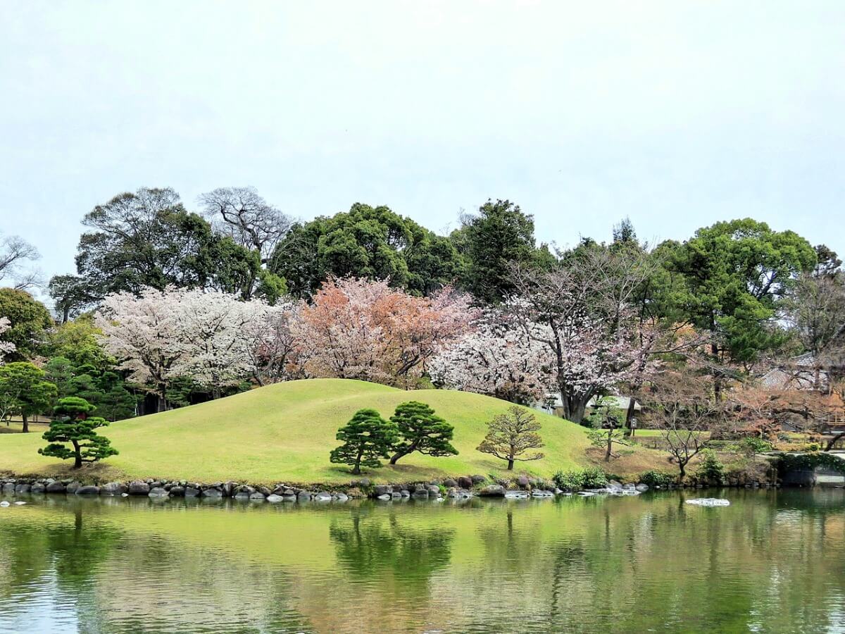 中止 水前寺成趣園 熊本 21年桜祭り 夜桜ライトアップ 見頃情報 Amatavi