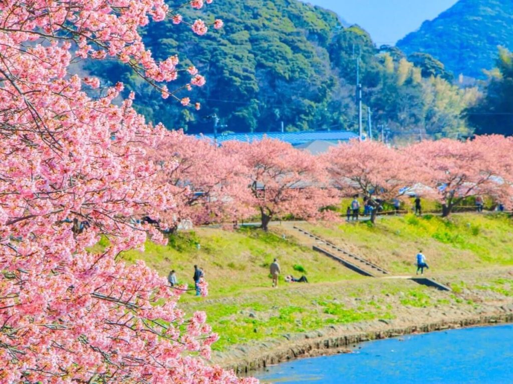 みなみの桜と菜の花まつり_cover