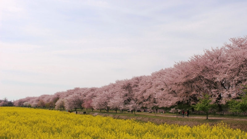 県営権現堂公園（幸手）の桜と菜の花画像