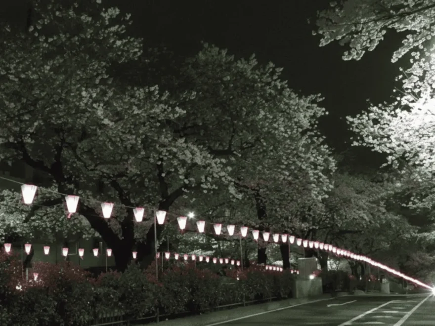 播磨坂さくら並木（文京区）（東京） | 2026年桜祭り・夜桜ライトアップ・見頃情報