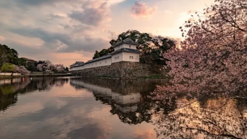彦根城（滋賀） | 2024年桜祭り・夜桜ライトアップ・見頃情報