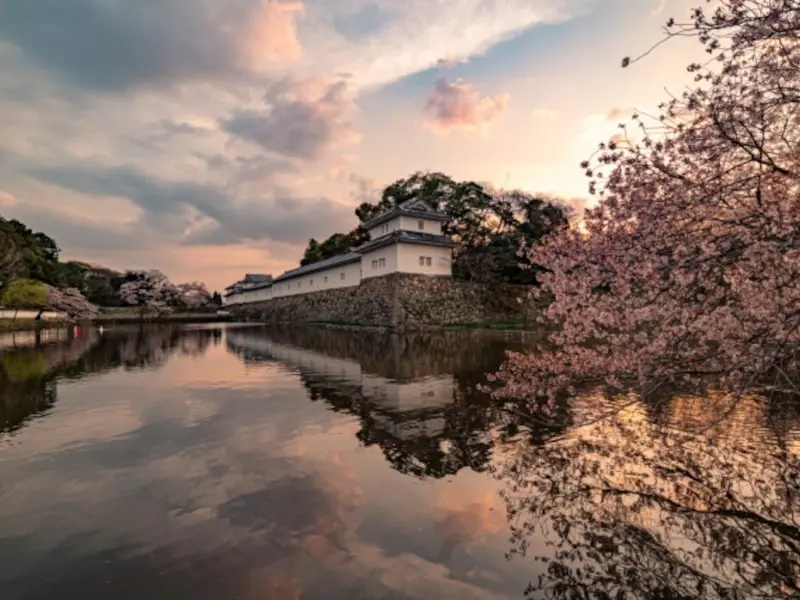 彦根城（滋賀） | 2024年桜祭り・夜桜ライトアップ・見頃情報