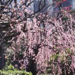 亀戸天神社（東京） | 2026年梅まつり・見頃情報
