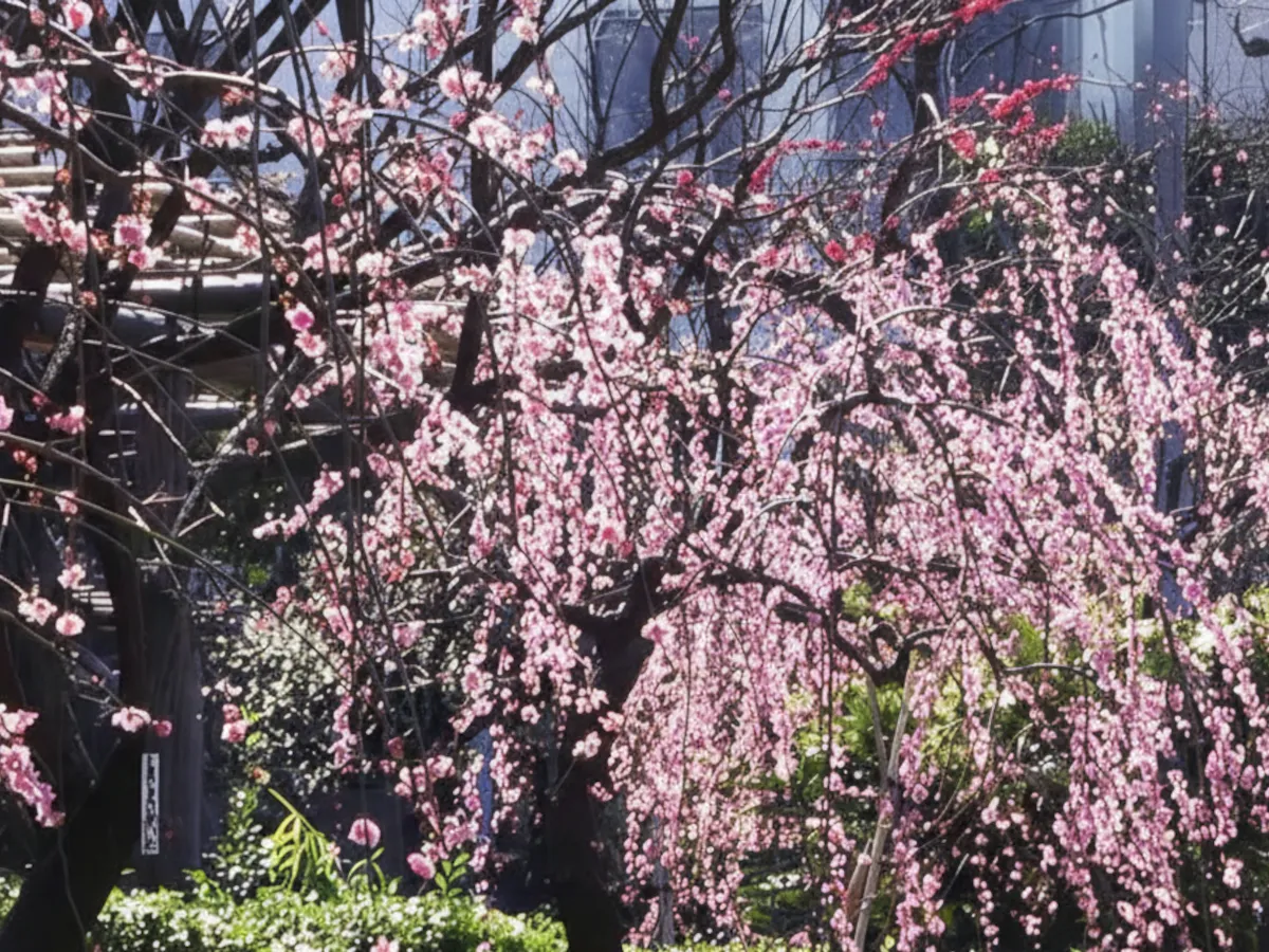 亀戸天神社(東京) | 2026年梅まつり・見頃情報
