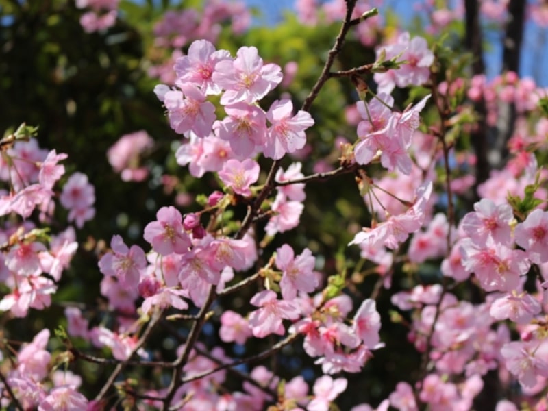 坂川（松戸）（千葉） | 2023年桜祭り・夜桜ライトアップ・見頃情報