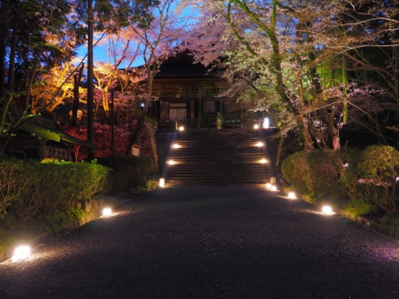 三井寺（園城寺）（滋賀） | 2023年桜祭り・夜桜ライトアップ・見頃情報
