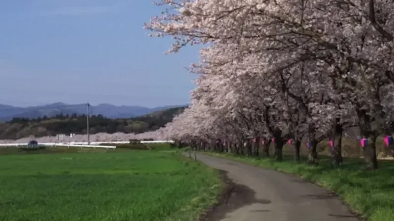 都幾川桜堤（埼玉） | 2024年桜祭り・夜桜ライトアップ・見頃情報