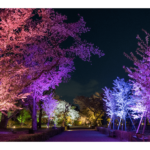 二条城（京都） | 2024年桜祭り・夜桜ライトアップ・見頃情報