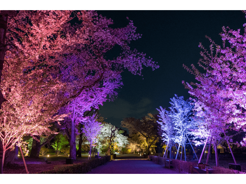 二条城（京都） | 2024年桜祭り・夜桜ライトアップ・見頃情報