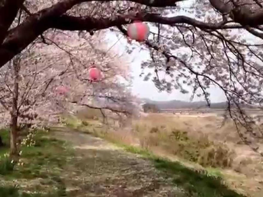金崎の桜堤（栃木市 西方桜グラウンド）（栃木） | 2019年夜桜ライトアップ・見頃情報