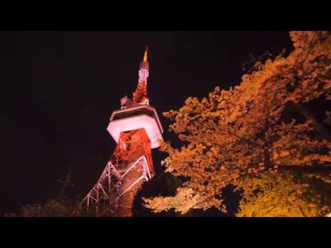 宇都宮市 八幡山公園（栃木） | 2019年夜桜ライトアップ・見頃情報
