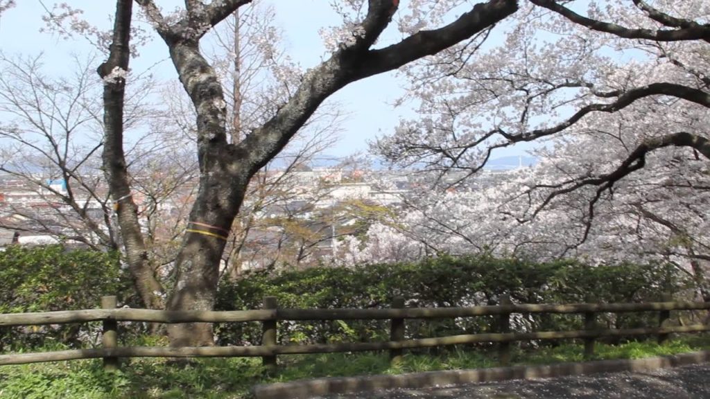 安来公園(やすぎこうえん)（島根） | 2019年夜桜ライトアップ・見頃情報