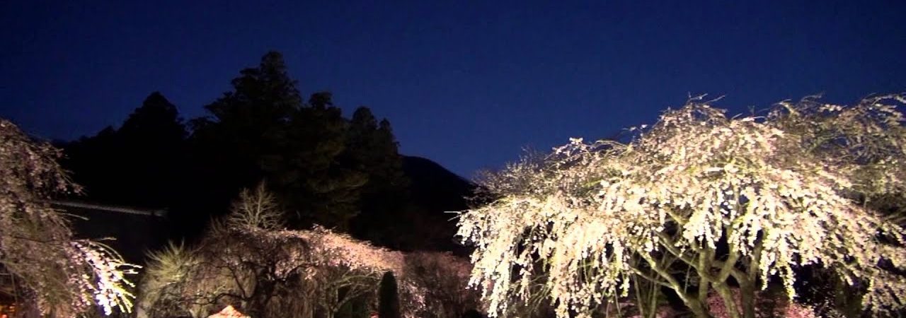 光前寺のしだれ桜（長野） | 2019年夜桜ライトアップ・見頃情報