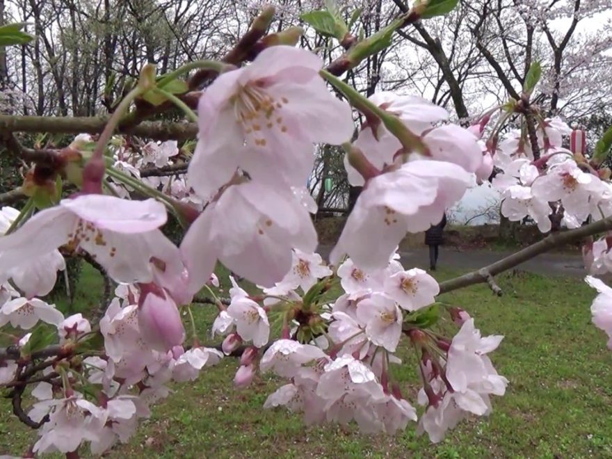 弘法山公園（神奈川） | 2019年夜桜ライトアップ・見頃情報