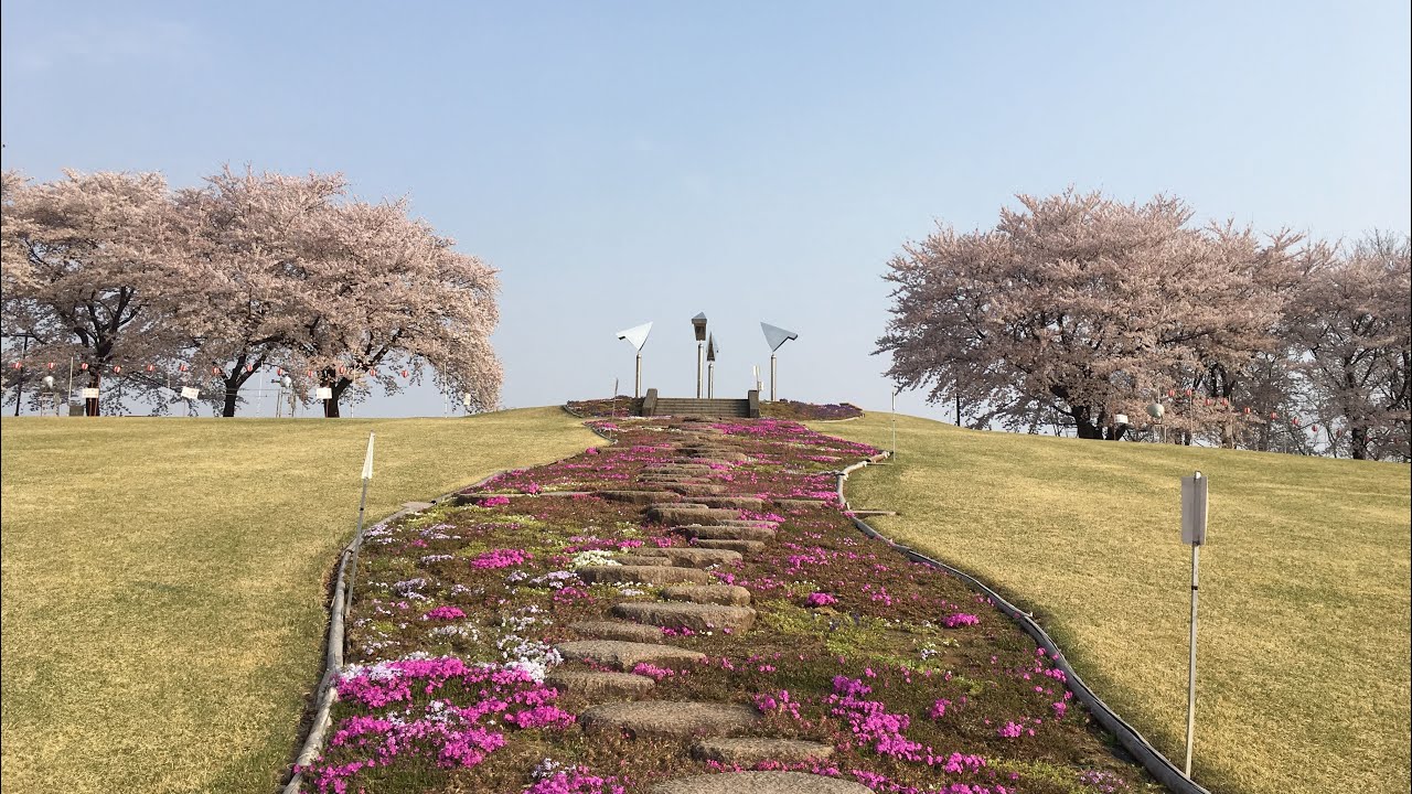 中止 藤岡市 ふじの咲く丘 群馬 21年桜祭り 夜桜ライトアップ 見頃情報 Amatavi
