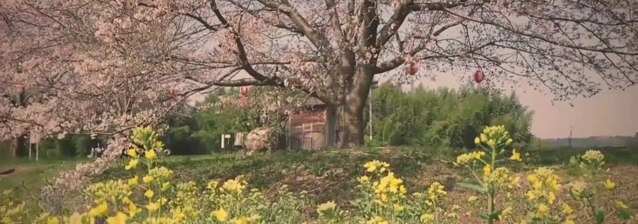 辰ノ口親水公園（茨城） | 2019年夜桜ライトアップ・見頃情報