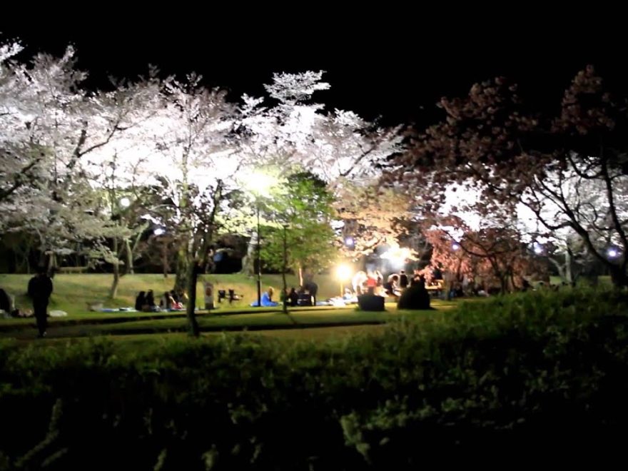 中止 鶴舞公園 愛知 21年桜祭り 夜桜ライトアップ 見頃情報 Amatavi