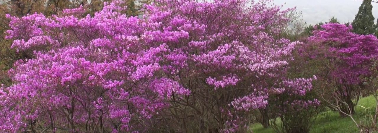 弥高山公園（岡山） | 2019年つつじ祭り・見頃情報