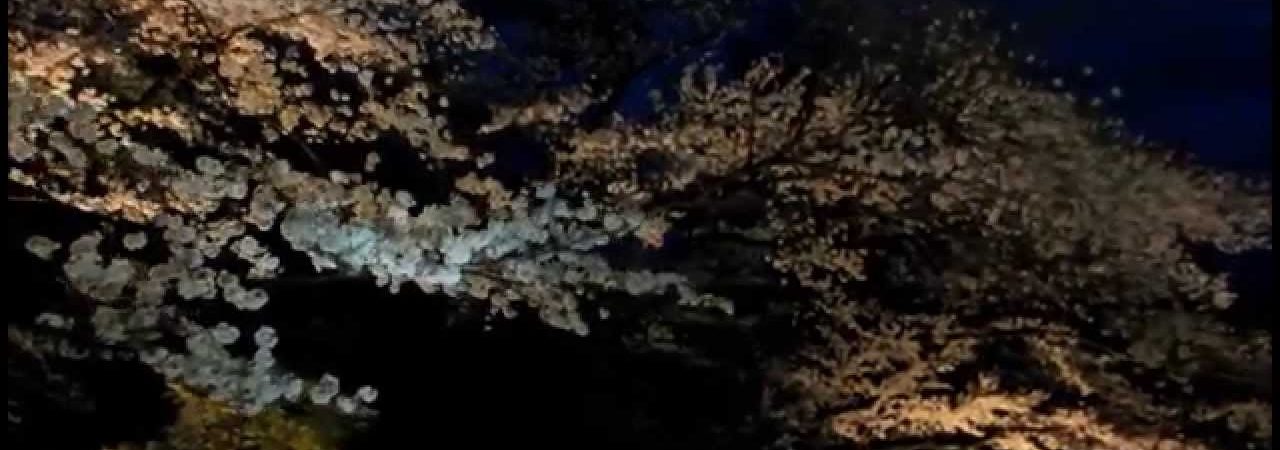 鑁阿寺（ばんなじ）（栃木） | 2019年夜桜ライトアップ・見頃情報