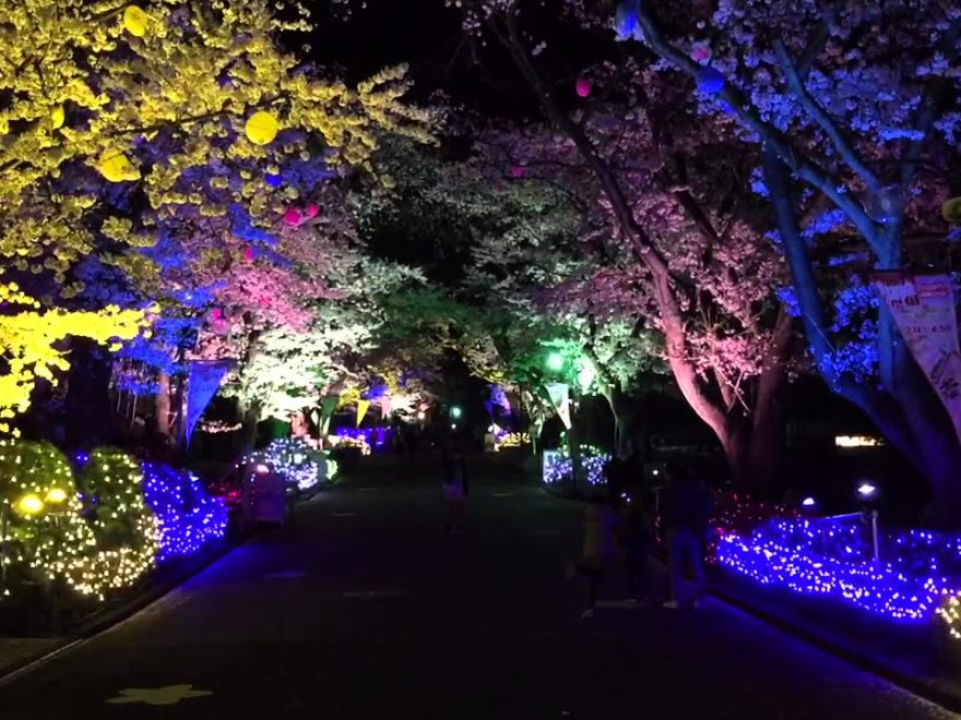 中止 野川 東京都調布市 21年桜祭り 夜桜ライトアップ 見頃情報 Amatavi