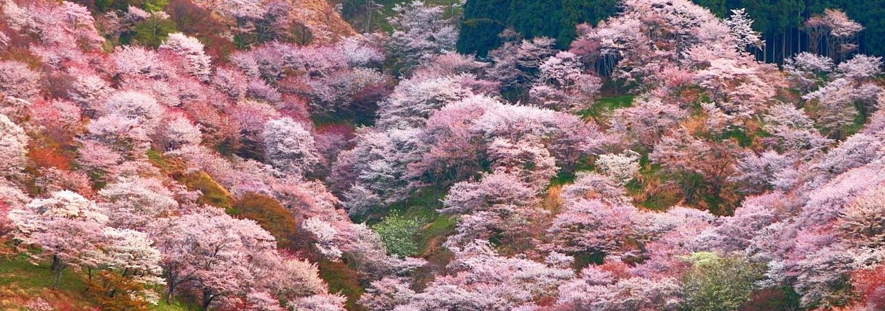 吉野山 下千本・中千本・上千本（奈良） | 2019年夜桜ライトアップ・見頃情報