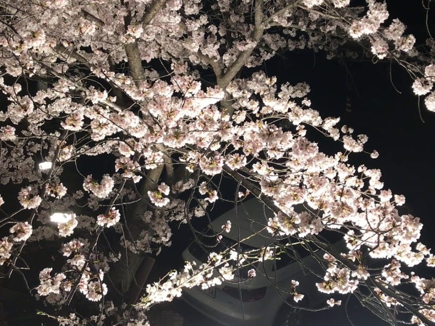 県立桃陵公園桜ライトアップ画像